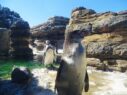 The penguin knows.